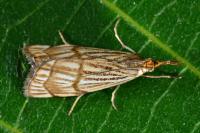 Chrysocrambus linetella