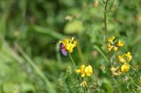 Zygaena trifolii