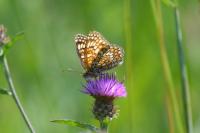 Melitaea phoebe