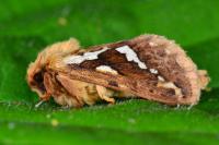 Korscheltellus lupulinus