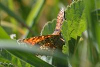 Melitaea phoebe