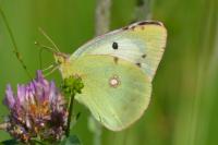 Colias crocea