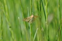 Sitochroa verticalis