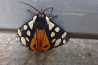 Arctia villica