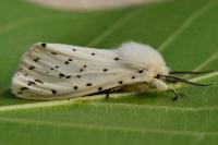 Spilosoma lubricipeda