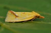 Agapeta hamana