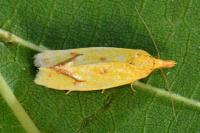 Agapeta hamana