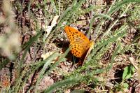 Argynnis paphia