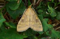 Ostrinia nubilalis