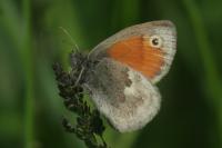 Coenonympha pamphilus