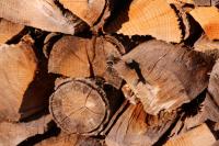 Macroglossum stellatarum