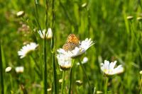 Lycaena tityrus