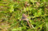 Aricia agestis