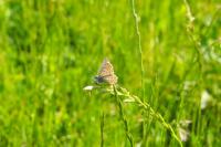 Aricia agestis
