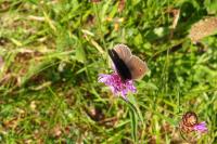 Maniola jurtina