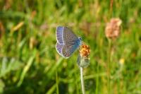 Polyommatus icarus