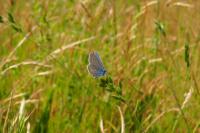 Polyommatus icarus