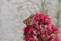 Vanessa cardui