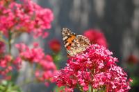 Vanessa cardui