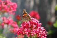 Vanessa cardui