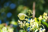 Pieris napi