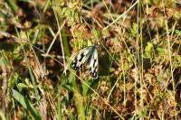 Melanargia galathea