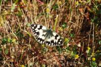 Melanargia galathea