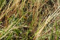 Melanargia galathea