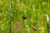 Coenonympha pamphilus