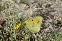 Colias crocea