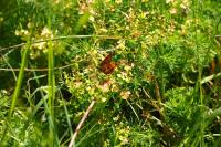Boloria dia