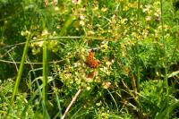 Boloria dia
