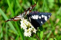 Limenitis reducta