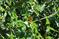 Polygonia c-album