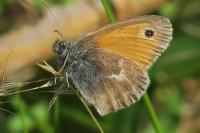 Coenonympha pamphilus