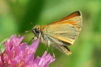 Thymelicus sylvestris