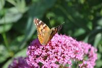 Vanessa cardui
