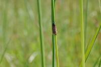Tyria jacobaeae