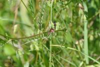 Tyria jacobaeae
