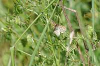 Idaea macilentaria