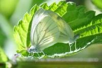 Pieris napi