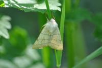Charanyca trigrammica