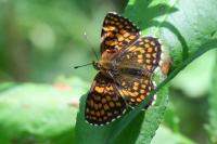 Melitaea athalia