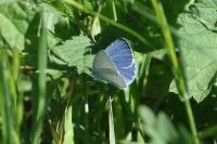 Celastrina argiolus