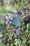 Celastrina argiolus