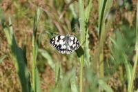 Melanargia galathea