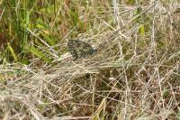 Melanargia galathea