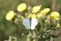 Pieris rapae