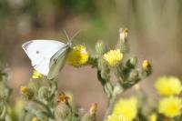 Pieris rapae