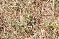 Coenonympha pamphilus